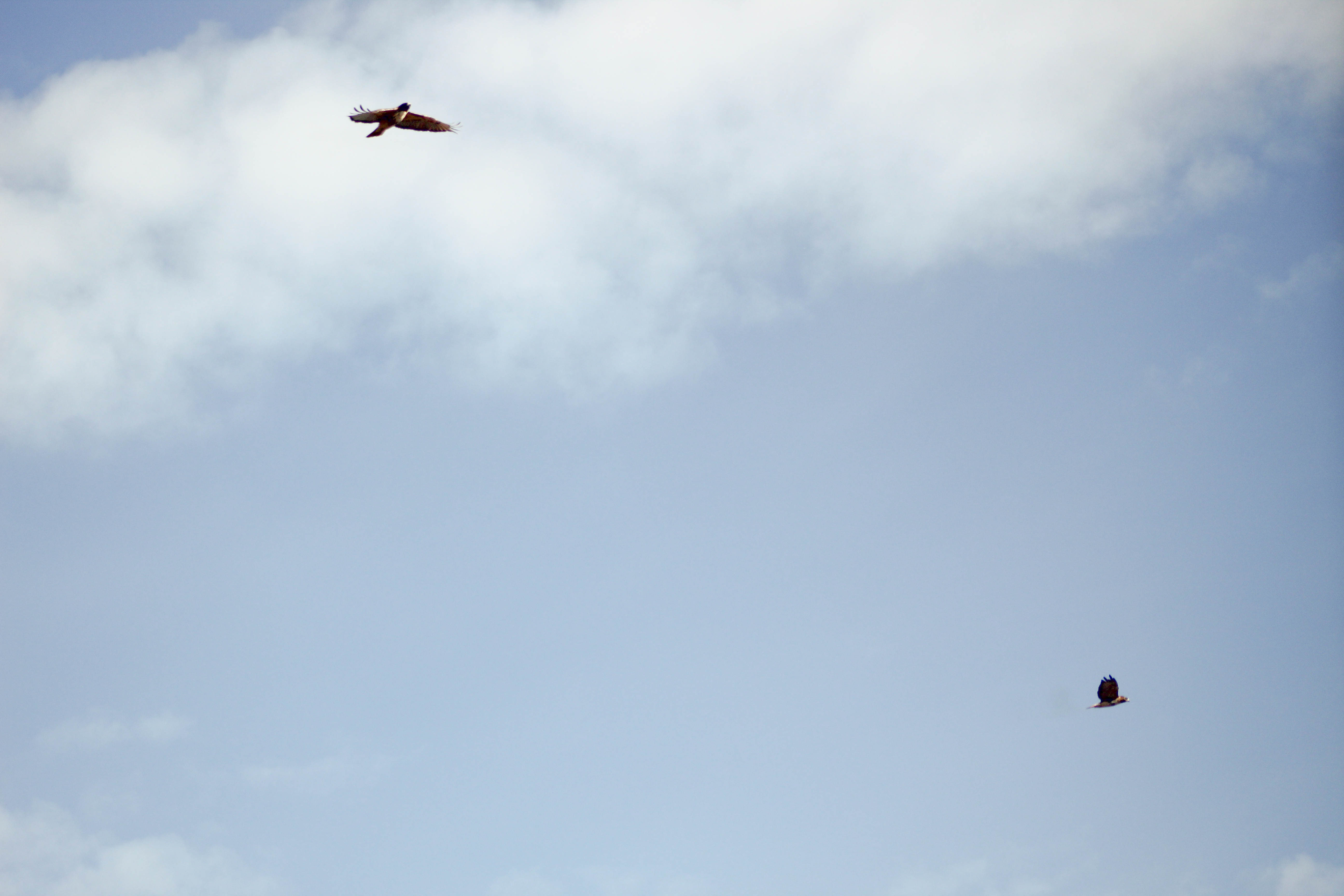 A picture of a blue sky with two hawks flying.