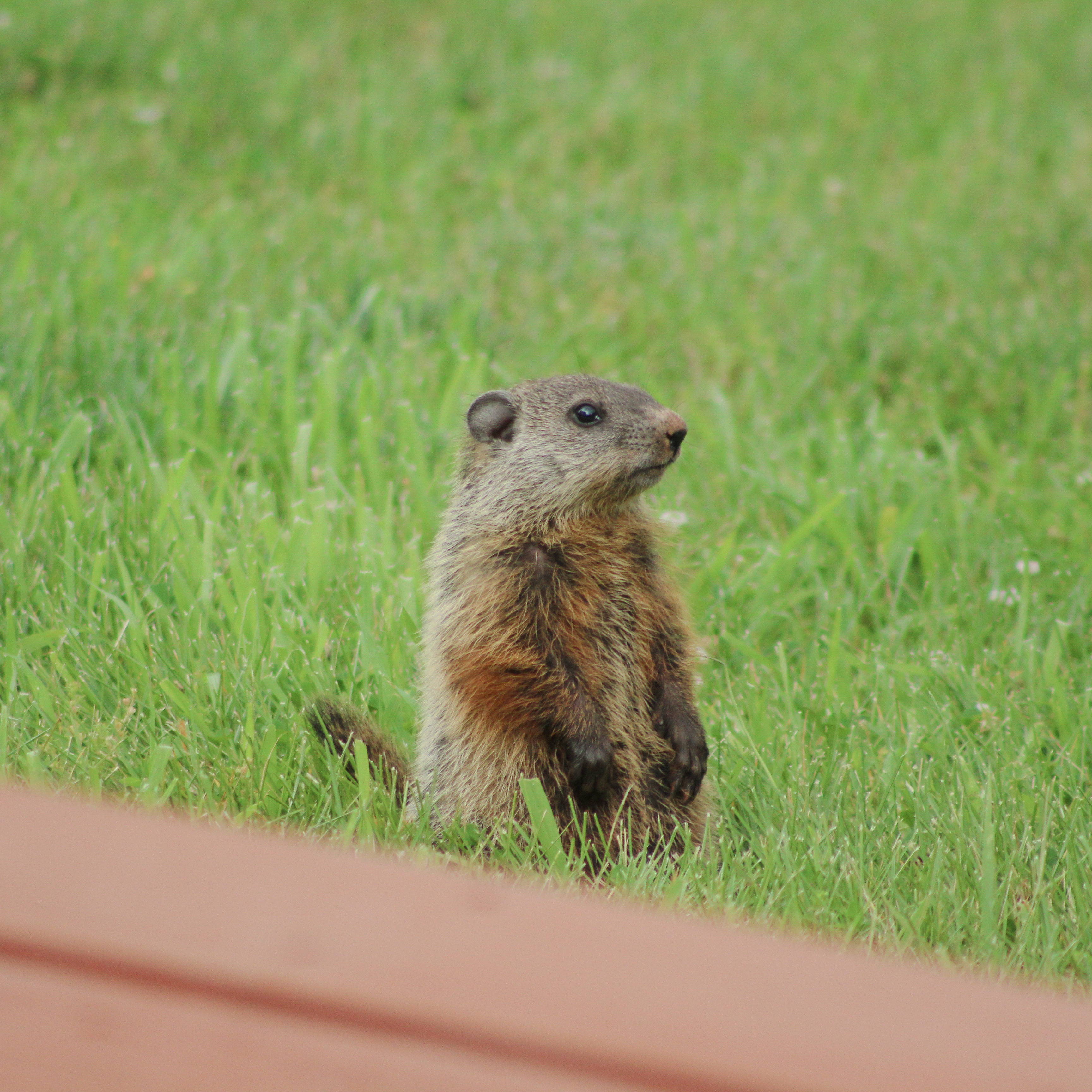 A profile picture of a groundhog.